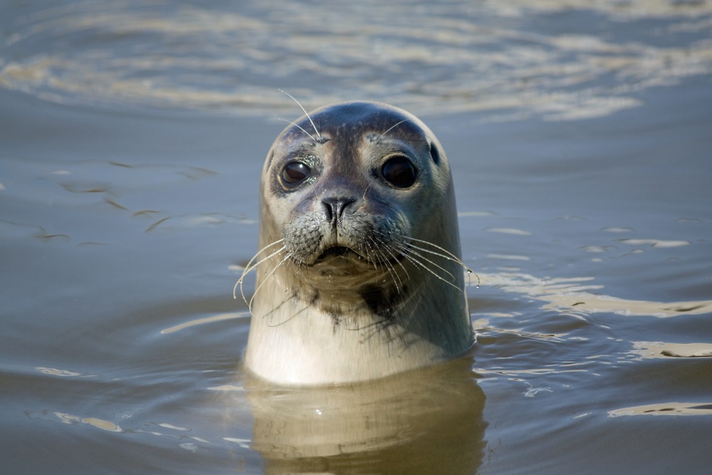 Snorkel with harbour seals in Nanaimo, even in the winter Travelweek