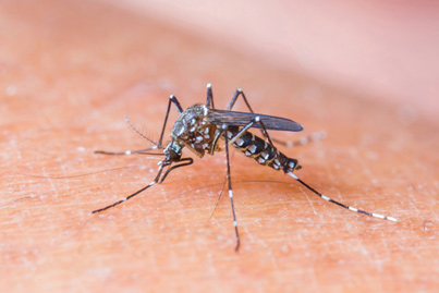 St. Maarten safe but takes preventative measures to contain mosquito-borne virus