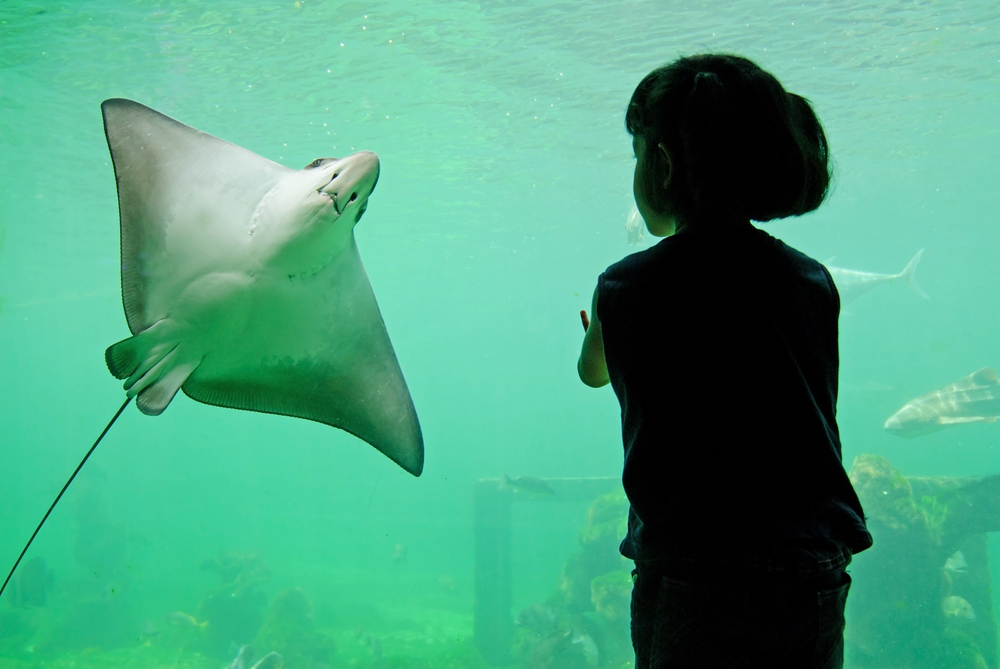 Mexico City opens biggest aquarium in region Travelweek