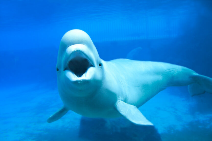 Beluga Survival