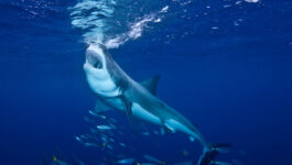 Great White Shark