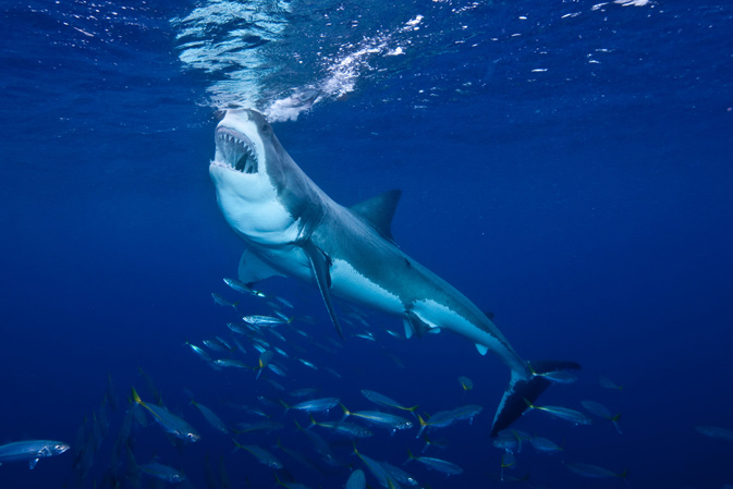 Great White Shark