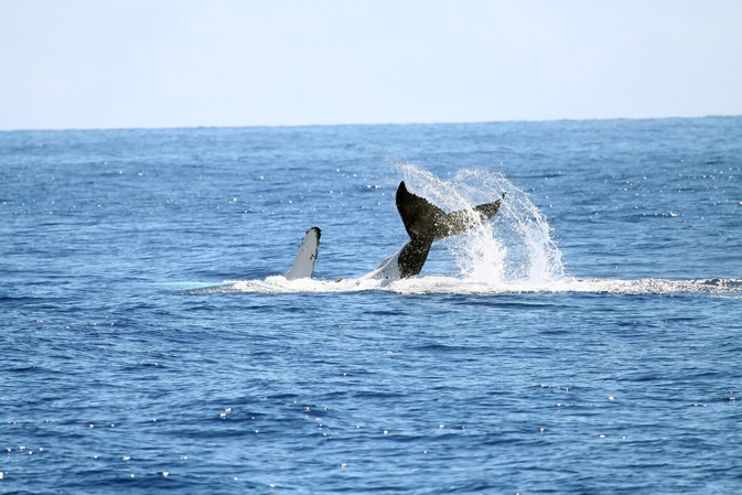 Whale watching