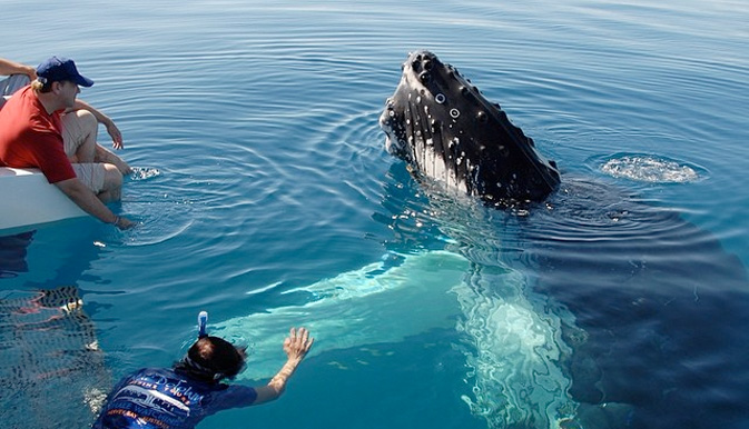 Australia Whale