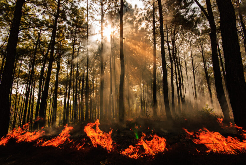 Yosemite Fires