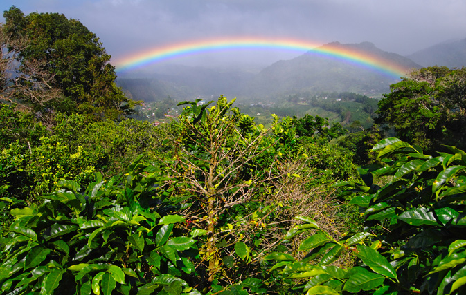 Coffee Plantation in Boquete, Panama