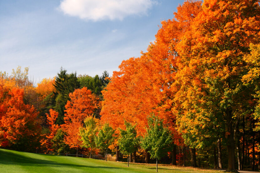 Fall Foliage