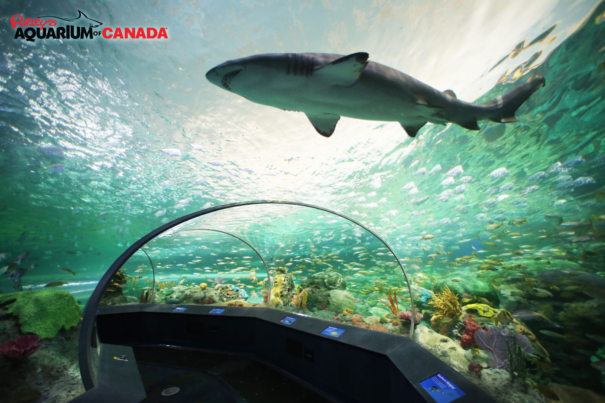 Sleeping with sharks an option at Ripley's Aquarium in downtown Toronto