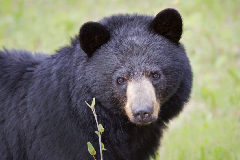 Black Bear