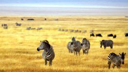On The Go Tours ‘Buy-One-Get-Free’ African safaris