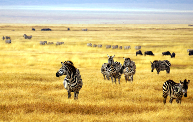 On The Go Tours ‘Buy-One-Get-Free’ African safaris