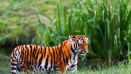 Town warns tiger on loose near Disneyland Paris