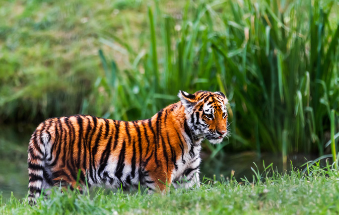 Town warns tiger on loose near Disneyland Paris