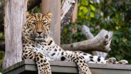 Big wild cat prowling near Disneyland Paris