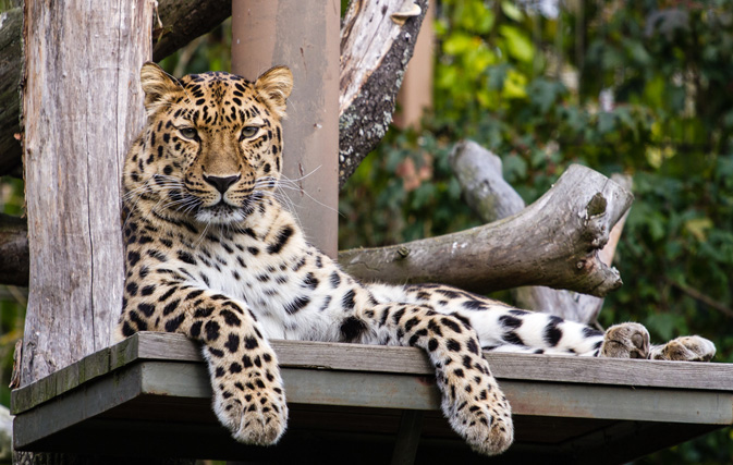 Big wild cat prowling near Disneyland Paris