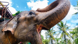 Elephant tramples handler, runs off with 2 tourists on its back