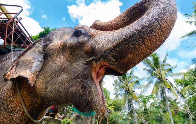 Elephant tramples handler, runs off with 2 tourists on its back