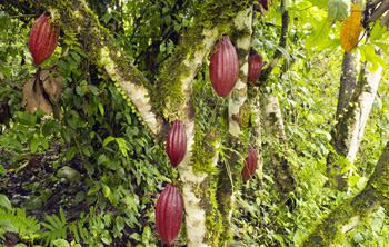Cacao Plantation