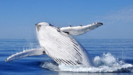 Sheraton Maui Resort and Spa’s “Whale of a Deal”