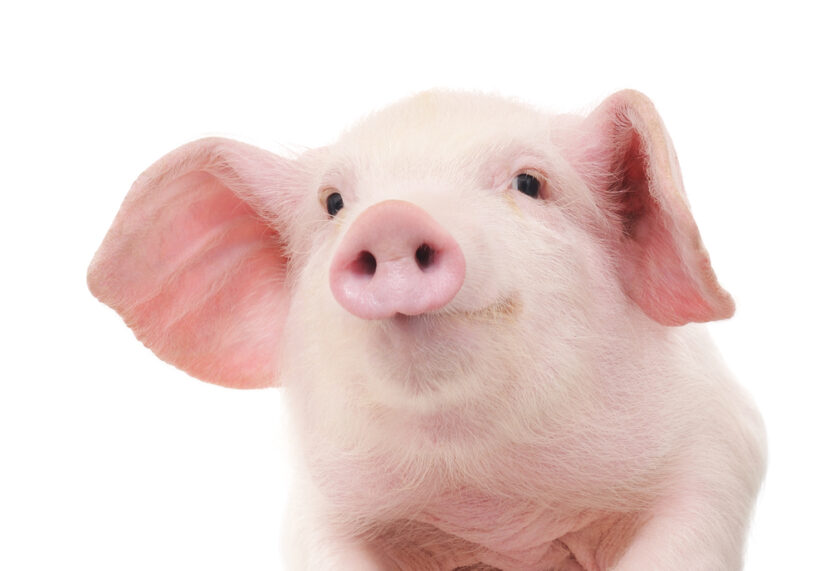 Pig