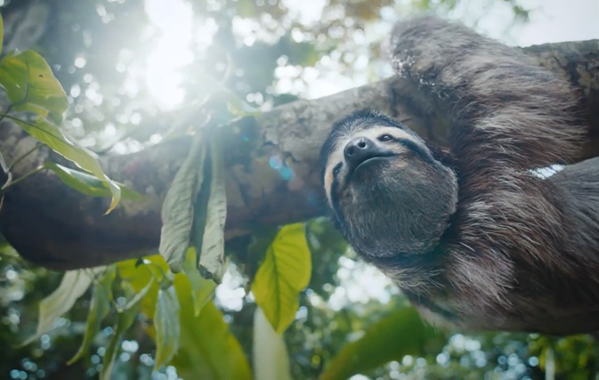 [Video] Costa Rican animals campaign to 'Save the Canadians'