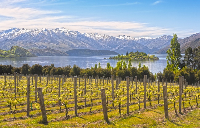 Winery in New Zealand