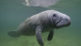 Manatee