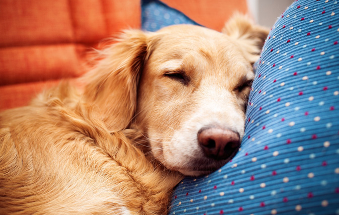 Hotel offers chance to lounge with a rescue dog that it hopes you'll take home