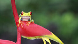 Rana In The Rainforest by Megan Lorenz