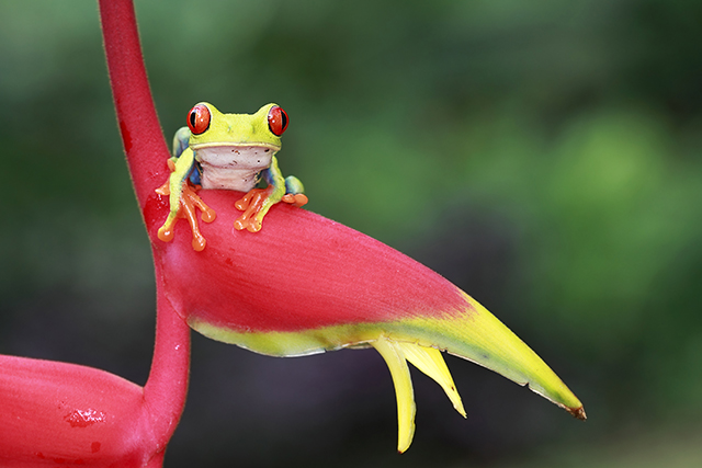 Rana In The Rainforest by Megan Lorenz