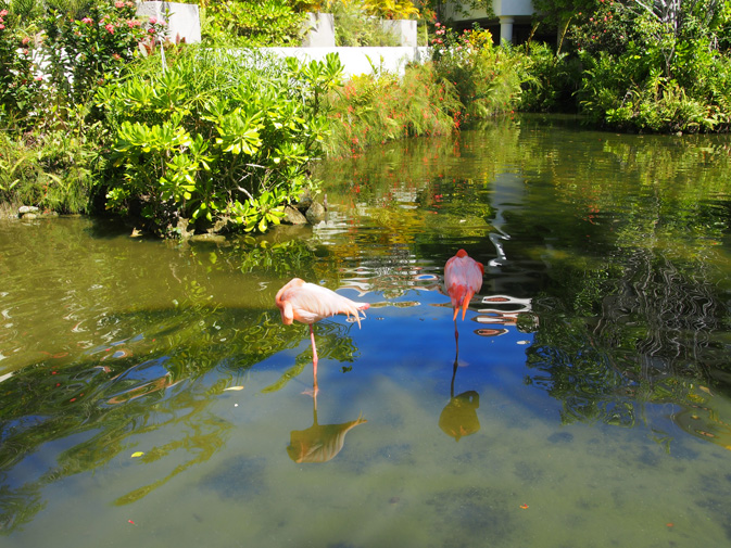 flamingos