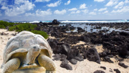 Goway adds Silver Galapagos to list of options in island chain