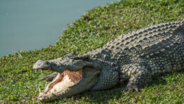 Golfer bitten by crocodile at Australian resort blames himself