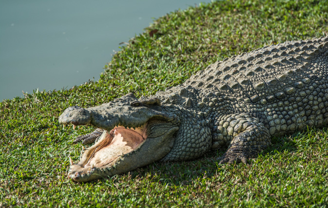 Golfer bitten by crocodile at Australian resort blames himself