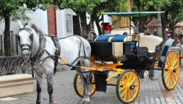 Mayor of San Juan bans use of horse drawn carriages