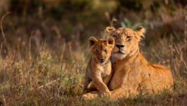 5% EBB with Globus’ 2018 African safaris, tented camp stays