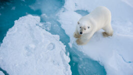 Adventure Canada offers bonus travel agent incentives on expedition cruises