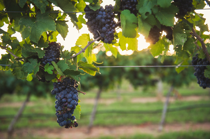 Grape Creek Cellar Tour