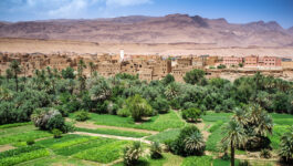 Oasis in the Dade valley, Morocco