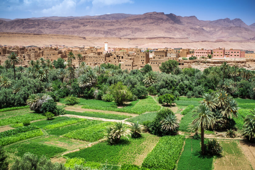 Oasis in the Dade valley, Morocco