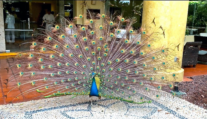 Velas Vallarta’s resident peacocks stop guests in their tracks