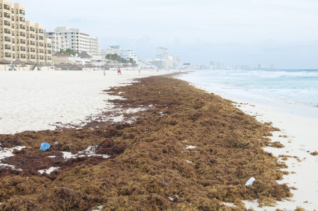 Mexico to spend 9.1m, hire 4,600 workers to cleanup sargassum seaweed