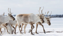 Caribou tour in Nunavut added to list of Canadian Signature Experiences
