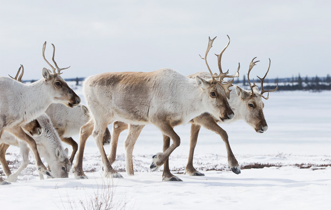 Caribou tour in Nunavut added to list of Canadian Signature Experiences
