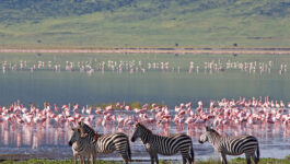 ‘Tantalizing Tanzania’ by Tourcan Vacations on sale for $2,695 including air
