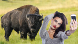 Bison tosses woman posing for selfie at Yellowstone