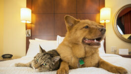 When owners are away, cats can play at luxury resorts no longer just reserved for dogs