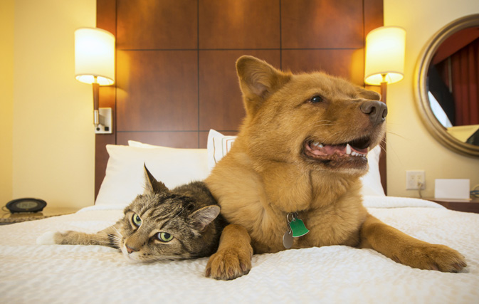 When owners are away, cats can play at luxury resorts no longer just reserved for dogs