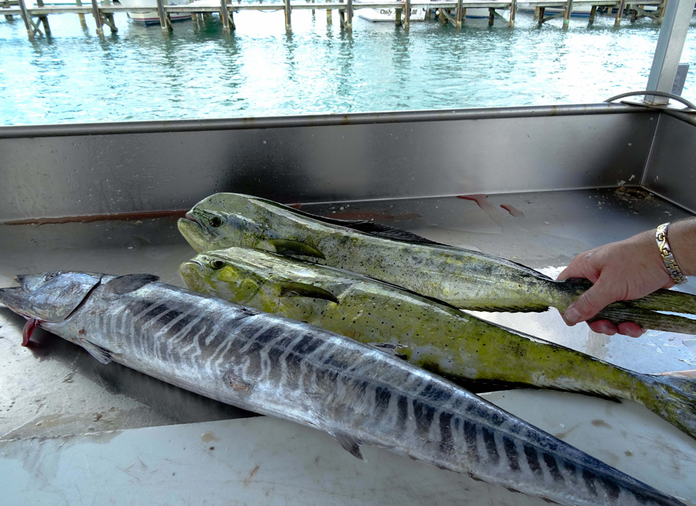 The morning catch of grouper and mahi mahi is ready to be filleted by the Captain.