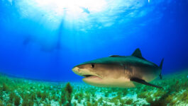 Hawaii man survives bite from tiger shark, swims to shore and posts video